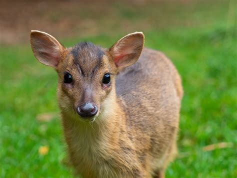 Muntjac Deer - The British Deer Society