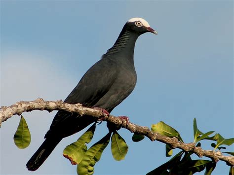 White-crowned Pigeon - eBird