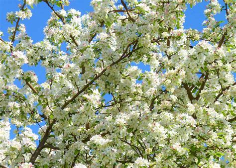 27 types of crabapple trees 🍎🌳 Exploring the diverse world of malus varieties