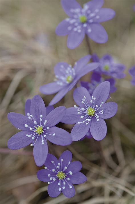 Forest flowers © Pixhill.com / Seppo Kauppinen | Fiori selvatici, Fiori ...