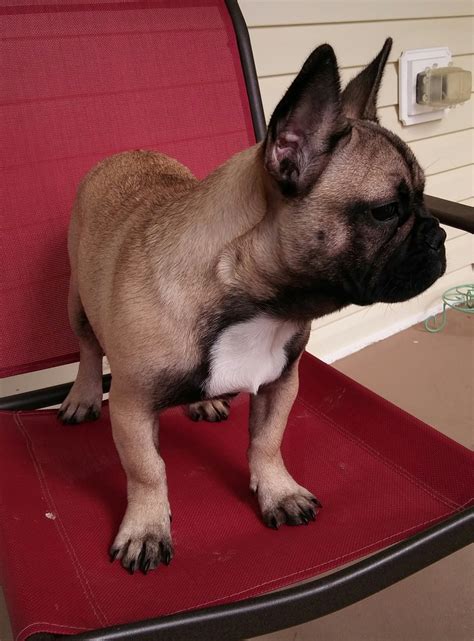 Droll Black And Tan French Bulldog Puppies For Sale - l2sanpiero