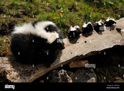 Striped Skunk (Mephitis mephitis) babies at den- captive specimen Stock Photo: 48379775 - Alamy