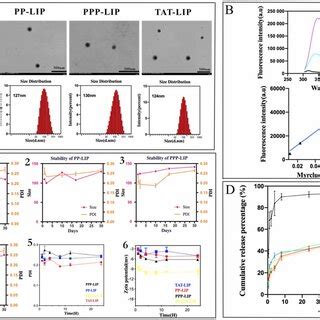 Characterization of liposomes. (A) the morphology and size distribution ...