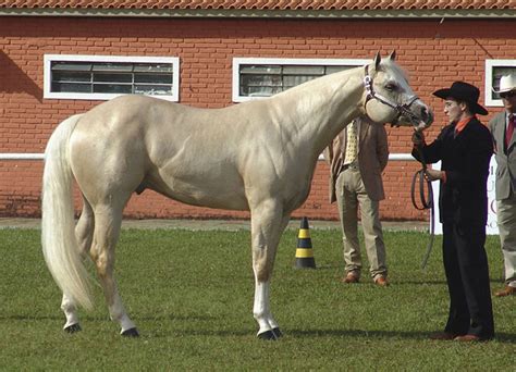 The Palomino Horse Breed Profile | Equitrekking