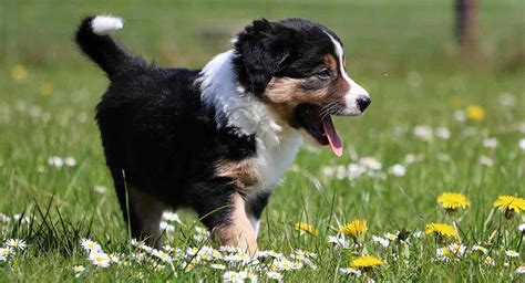 Mini Bernese Mountain Dog – A Downsized Version Of The Gentle Giant