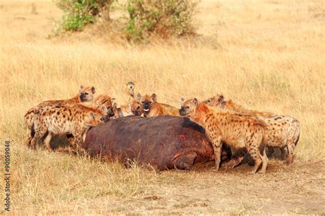 Hyenas eating prey, Masai Mara Stock Photo | Adobe Stock