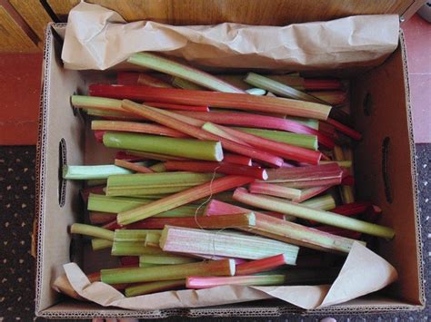 Growing Rhubarb - How to Grow Rhubarb - Allotment & Gardens | Growing ...