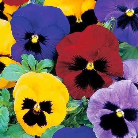 Buy Pansy Winter Flowering - Seeds online | Marshalls – Marshalls Garden