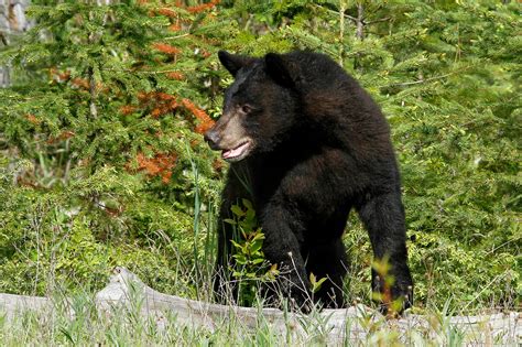 Camping in Colorado's Bear Country - Colorado Outdoors Online