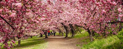 Peak Bloom Cherry Blossoms in Central Park • NYC • The Wanderbug