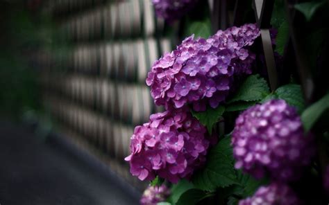 Beautiful Flowers Hydrangea Photo wallpaper | 1680x1050 | #22546