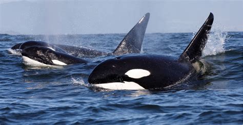 Killer whales that attack great white sharks are changing a marine ecosystem | Natural History ...