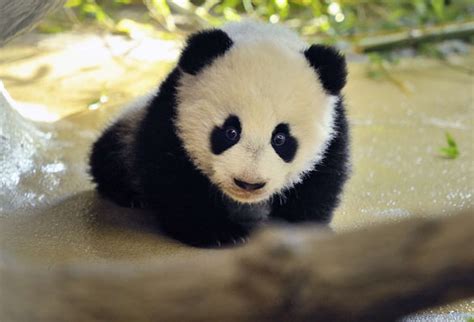 Tiergarten Schönbrunn | Baby Panda Fu Hu | Pandas in Schönbrunn Zoo