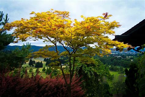 Buy Autumn Moon Japanese Maple For Sale | The Tree Center