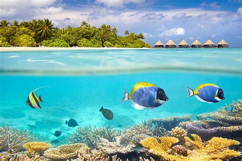 Maldives Island - Underwater View Photograph by Jan Wlodarczyk - Fine ...