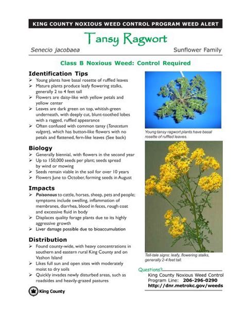 Tansy Ragwort