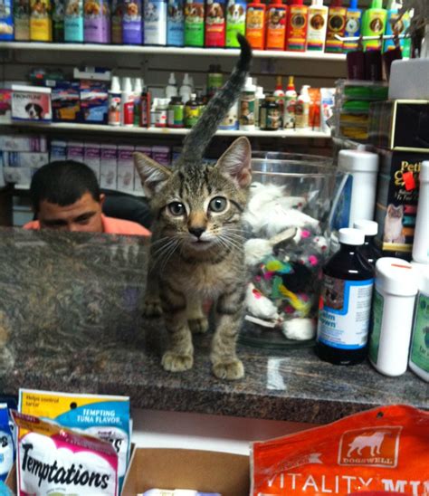 The Universal Allure of New York’s Bodega Cats