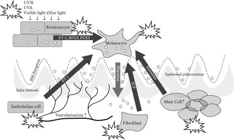 Figure. Mechanism of action of tranexamic acid on melasma | Download Scientific Diagram