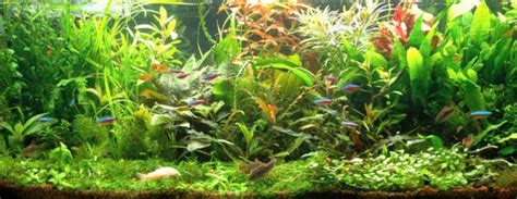 Cryptocoryne Wendtii Care and Types | Ultimate Guide - Fish Laboratory