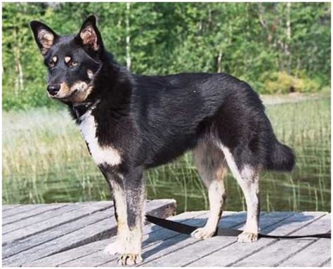 Lapponian Herder - Facts, Pictures, Puppies, Temperament, Price, Info | Animals Breeds