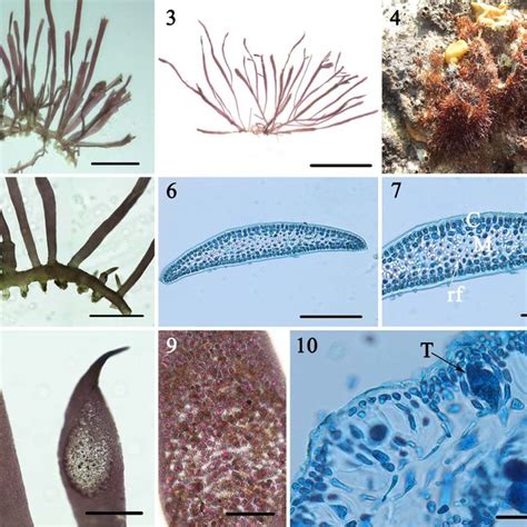 Collection sites of Gelidium sanyaense (black triangles) and G.... | Download Scientific Diagram