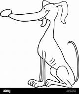 Cartoon Illustration Of Funny Greyhound Dog For Coloring Book Or  sketch template