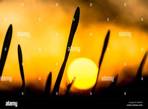 grass silhouette at sunset Stock Photo - Alamy