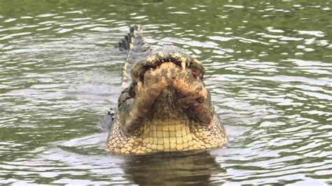 Gator Mating Call - YouTube