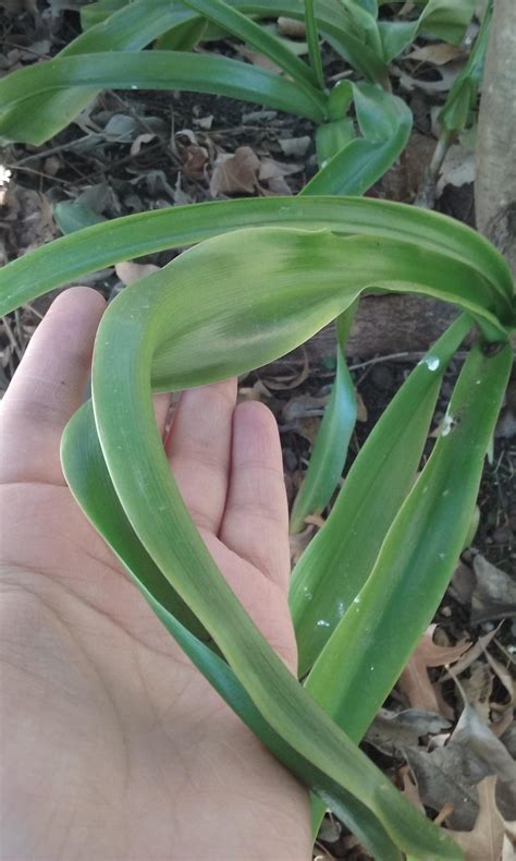 identification - Unidentified bright-green long-leaf plant? TX - Gardening & Landscaping Stack ...