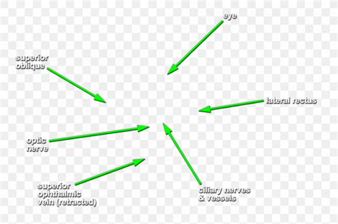 Head And Neck Anatomy Anterior Ethmoidal Artery Ophthalmic Artery Infratrochlear Nerve, PNG ...