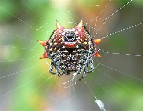 Devil Spider Underside | Flickr - Photo Sharing!