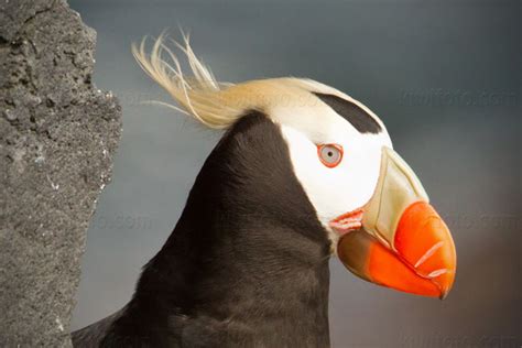 Four fun facts about puffins | toadstools and teacups