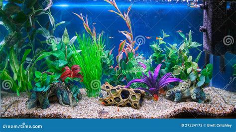 Tropical Fish Tank Aquarium Stock Photos - Image: 27234173