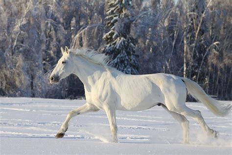 Gangarten des Pferdes – der Galopp - Pferde.de Magazin