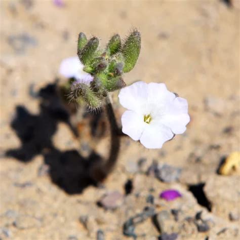 Laboratorio Natural Desierto de Atacama - Landata