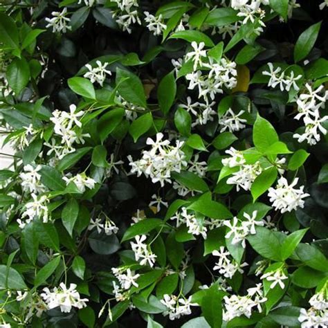 Star Jasmine (Trachelospermum jasminoides) | Tooth Mountain Nursery