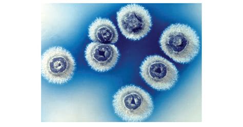 Streptomyces coelicolor – Amino Labs