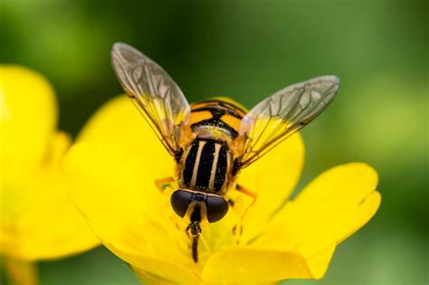 Premium Photo | Close up of a brachycera perched on a yellow flower