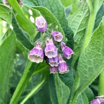 Comfrey seeds | The Seed Collection