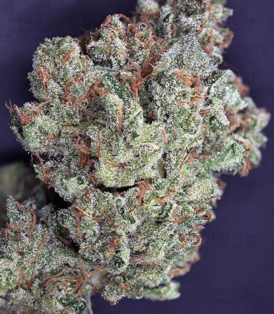 Buy Ghost Train Haze #1 feminized seeds by Rare Dankness Seeds ...