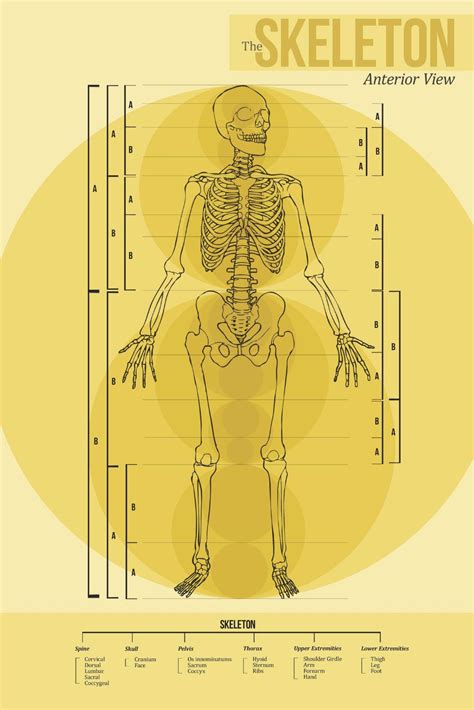 Golden Ratio by Rachel Krohn at Coroflot.com | Human body, Golden ratio, Body