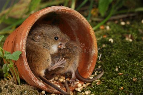 Harvest Mice in Natural Habitat Stock Image - Image of camera, blades ...