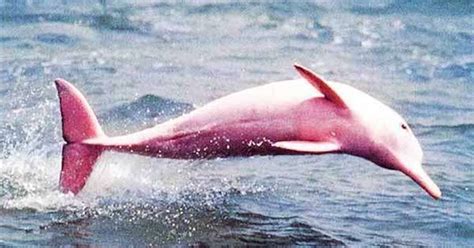 PINK DOLPHIN: 5 Facts About the Amazon Pink River Dolphin