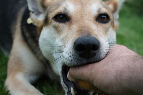 tug-o-war dog | inside that mouth there is a tennis ball - a… | Flickr
