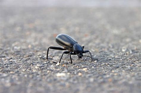 Big Black Beetles in Arizona: What Could It Be?