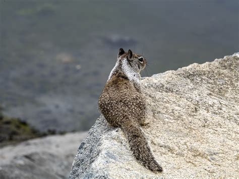 Ground Squirrel Free Stock Photo - Public Domain Pictures