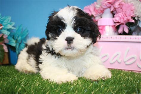 Teddy Bear Puppies For Sale - Long Island Puppies