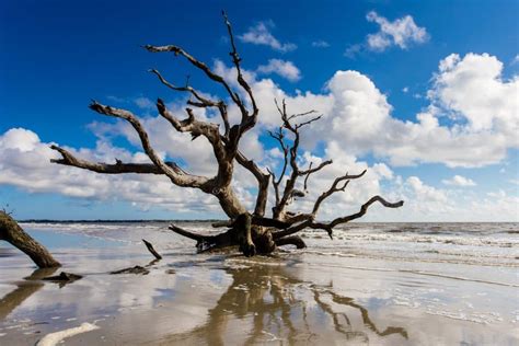 Driftwood Beach, Jekyll Island, Georgia | PHOTO AMERICA