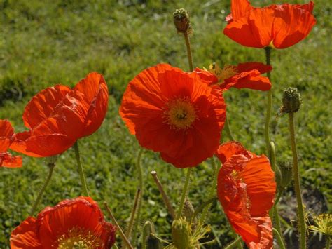 Papaveraceae - Papaver sp. | Papaver, Plants, Flowers