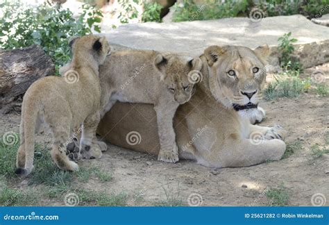 Mother lion and cubs stock photo. Image of play, rest - 25621282